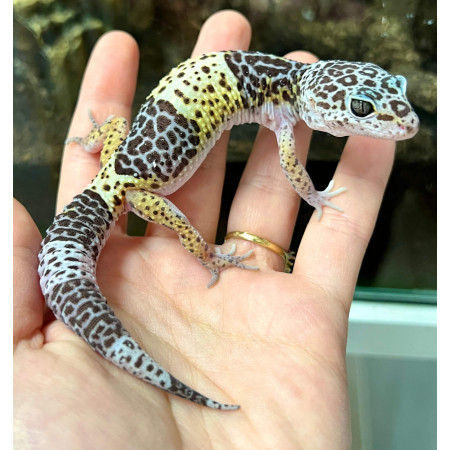 Eublepharis fuscus - Gecko léopard indien