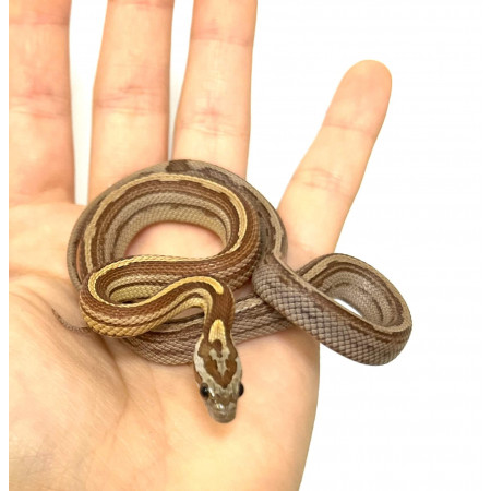 Pantherophis guttatus "Caramel Pinstripe" - Serpent des blés