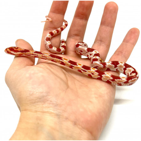 Pantherophis guttatus "Okeetee Reverse" - Serpent des blés