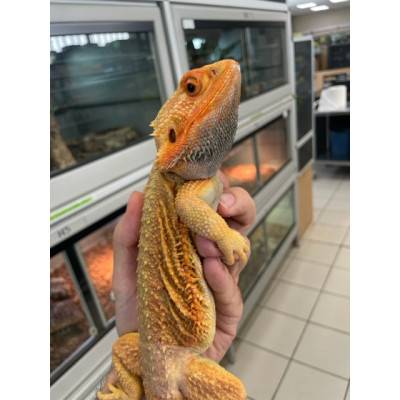 Pogona vitticeps "Red Hypo trans" ADULTE - Agame barbu