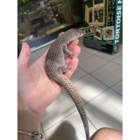 Varanus primordius - Varan à queue épineuse du Nord