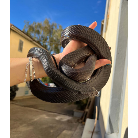 Pituophis melanoleucus lodingi - Serpent noir des pins