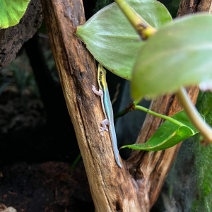 Phelsuma klemmeri - Gecko néon