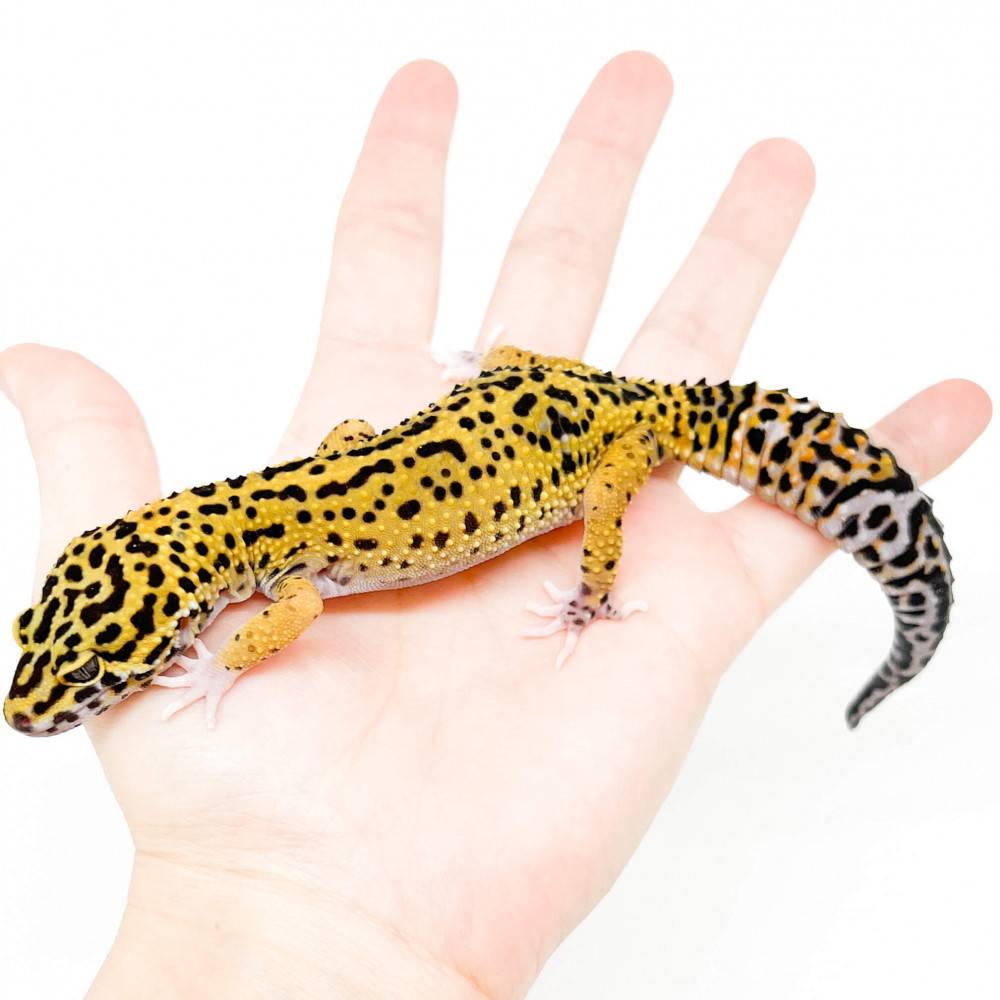 Eublepharis macularius "Jungle Tangerine" - Gecko léopard