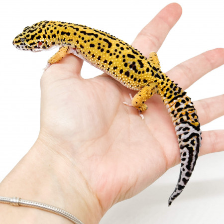 Eublepharis macularius "Jungle Tangerine" - Gecko léopard