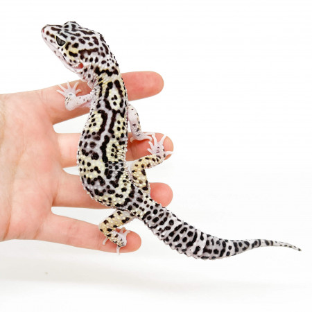 Eublepharis macularius "Mack Snow Jungle" - Gecko léopard