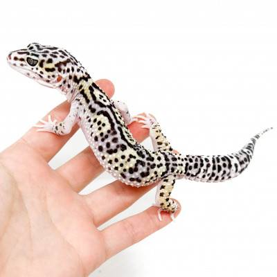 Eublepharis macularius "Mack Snow Jungle" - Gecko léopard