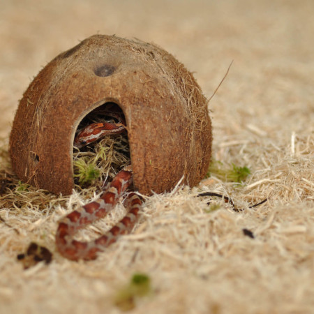 Substrat pour serpents en bois doux "Snake bedding" - Habistat