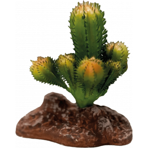 Cactus "Repto plant" -...