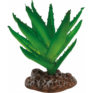 Aloe vera "Repto plant" -...