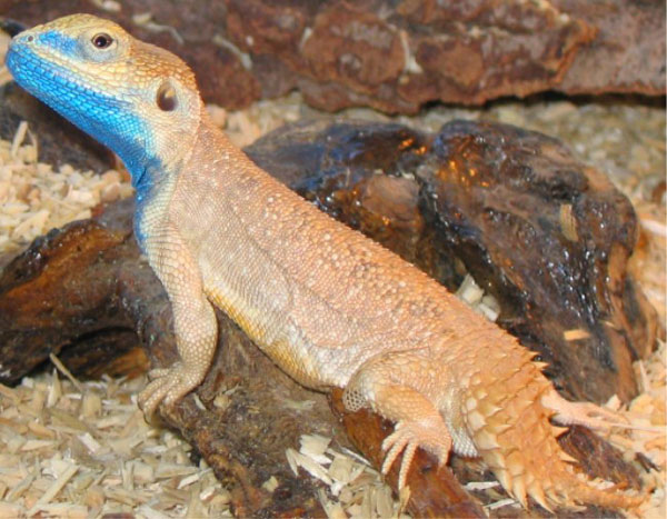 Xenagama%20male%20(2)