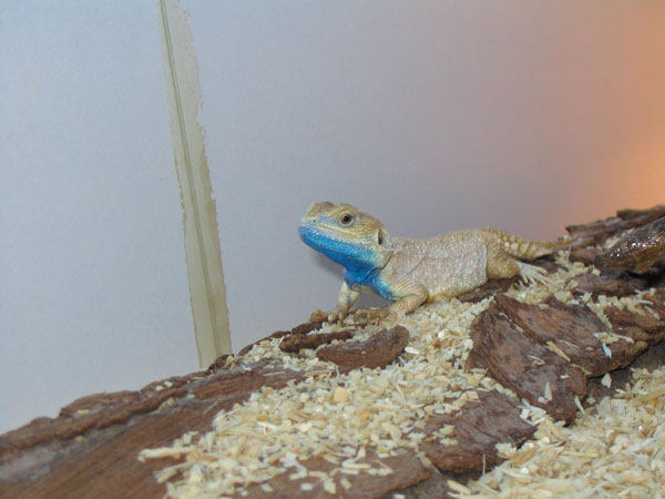 Xenagama%20male