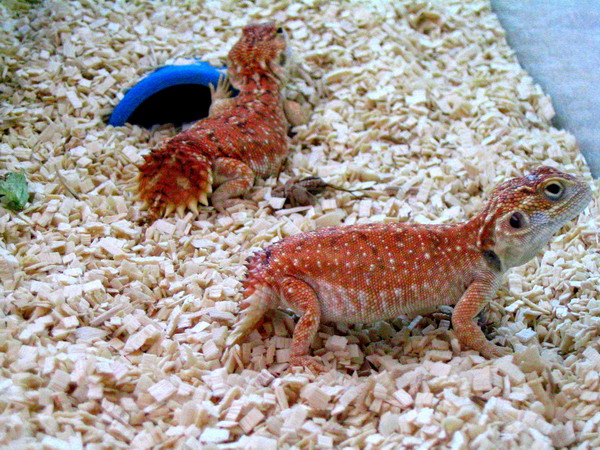 Xenagama%20taylori%20rouge