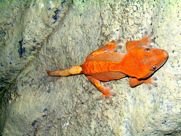 Rhacodactylus%20ciliatus