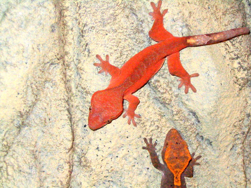 rouge%20rhacodactylus