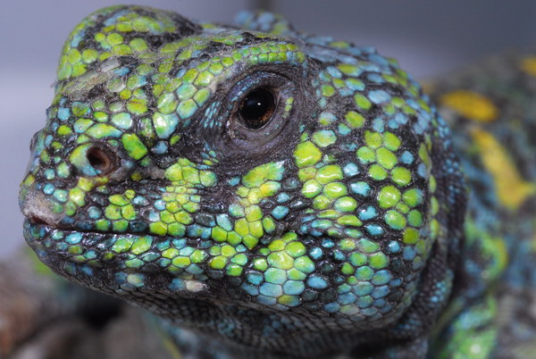 Uromastyx%20ornata%20green%20