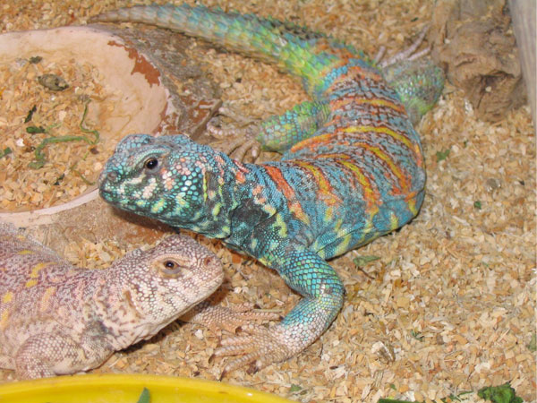 Uromastyx%20ornata%20pair%20adult