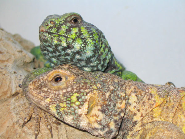 Uromastyx%20ornata%20pair