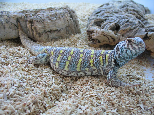 Uromastyx%20ornata