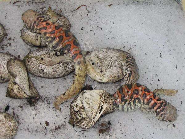 blue%20babies%20Uromastyx%20ornata%20(2)