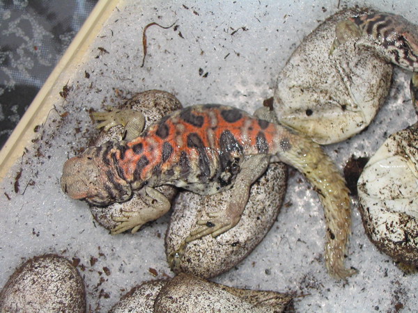 blue%20babies%20Uromastyx%20ornata