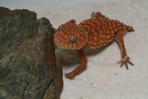 gecko%20australien