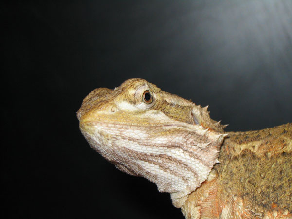 henrylawsoni%20pogona