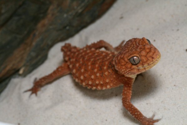 knobtail%20gecko