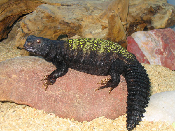 Uromastix%20maliensis