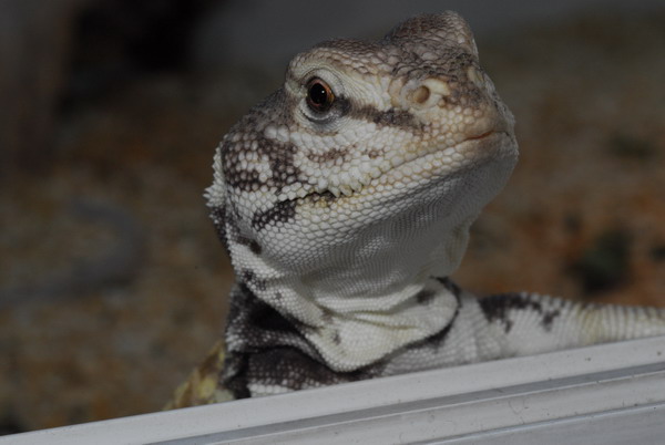 Uromastix