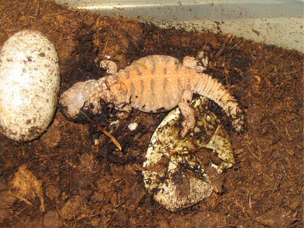 Uromastyx%20%20dispar%20maliensis%20Eclosion