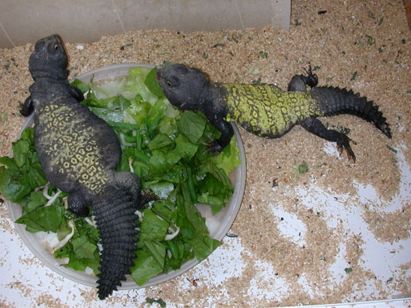 Uromastyx%20dispar%20maliensis