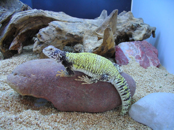 Uromastyx%20dispar