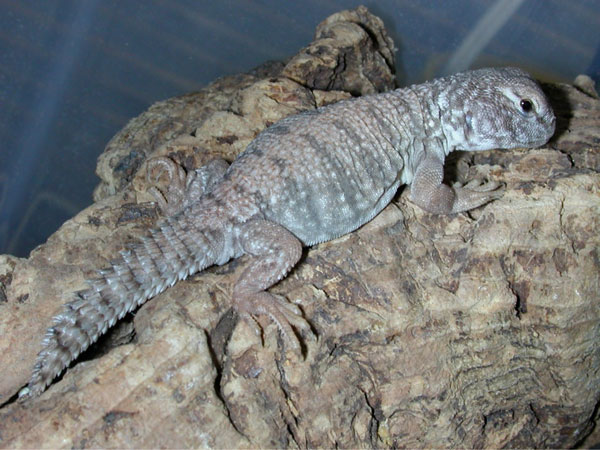 yellow%20Uromastyx