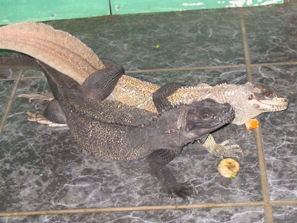 Accouplement%20sailfin%20lizard