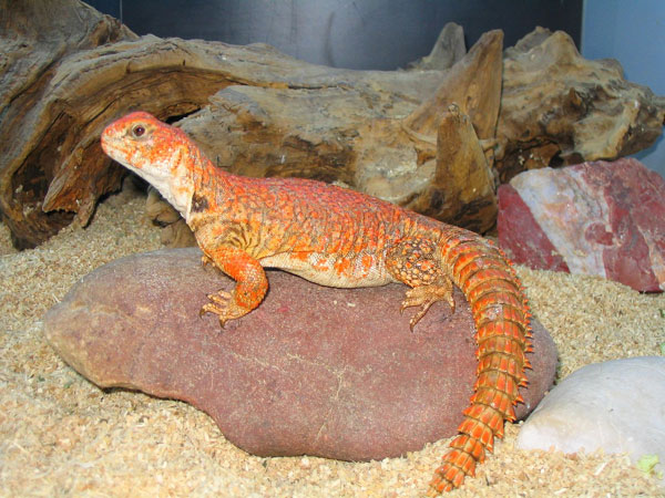 Uromastyx