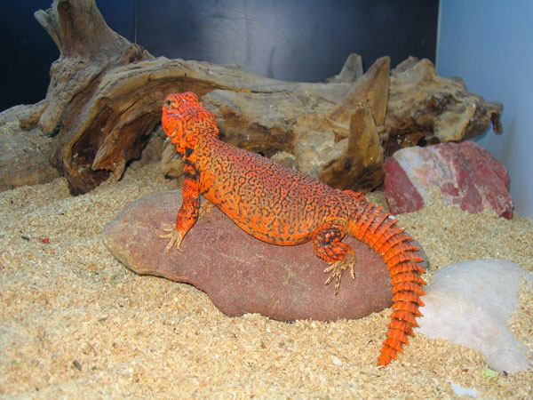 geyri%20uromastyx