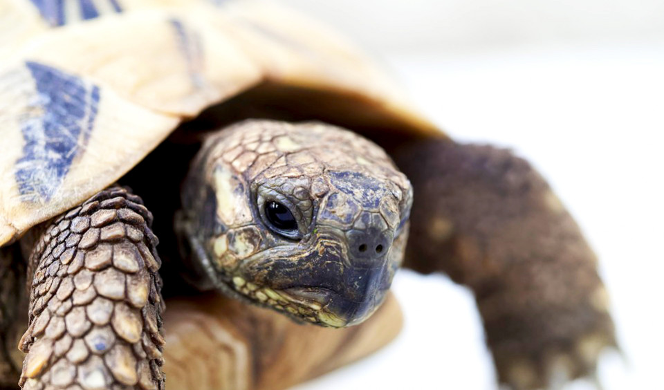 Comment choisir le bon terrarium ou enclos pour une tortue terrestre ?